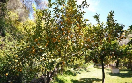 Gardens are fertile and colourful