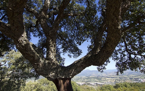 Cork oak