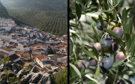Ronda: Mediterranean interior / Olives