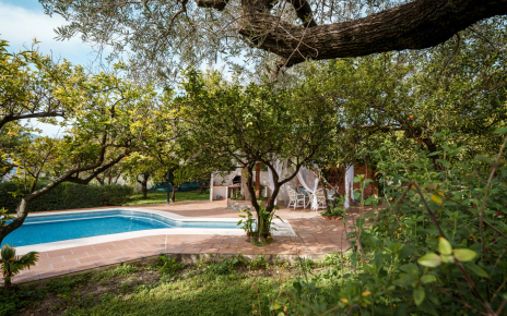 Estás rodeado de naranjos y otros frutales