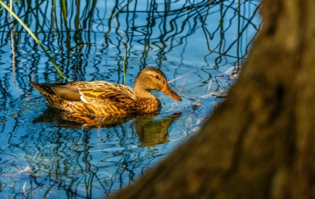 Lake Banyoles, Girona